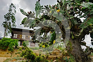 Bhutan Village View