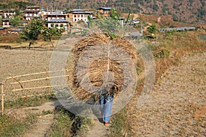 Bhutanese Farmer Carries Load of Grain, Rear View