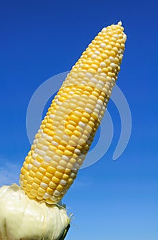 Bi-Color Corn on the Cob