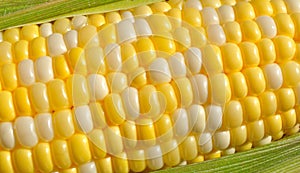 Bi-Color Corn on the Cob