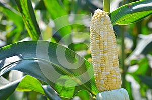 Bi color corn ready for harvesting