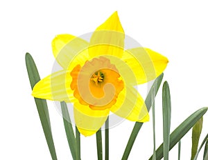 Bi-color daffodils bright yellow petals with orange center trumpet isolated on white background