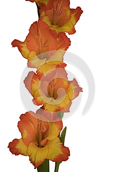 Bi Color Gladiolous In Yellow And Orange