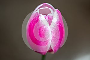 Bi-color Tulip with a Soft Dark Bokeh Background in Laval, Quebec, Canada