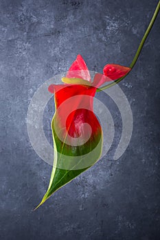 Bi-colored anthurium flower isolated on a dark background