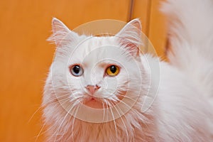 Bi-colored eye white cat