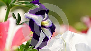 A bi-colored petunia flower.