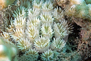 Bi-colors coral photo