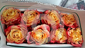 Bi-colour rose in crepe paper box
