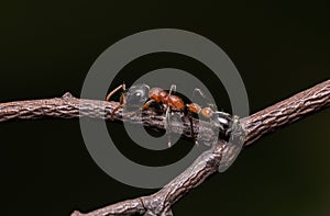 Bi-coloured Arboreal ant or Tetraponera rufonigra on branch with dark background in Thailand, They are active hunters and hunt