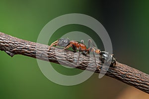 Bi-coloured Arboreal ant or Tetraponera rufonigra on branch with green background in Thailand, They are active hunters and hunt