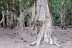 Bia tree roots