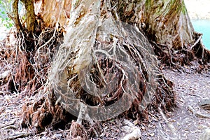 Bia tree roots