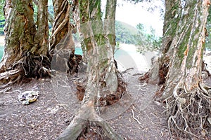 Bia tree roots