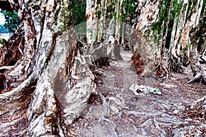 Bia tree roots