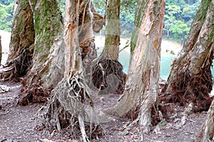 Bia tree roots photo