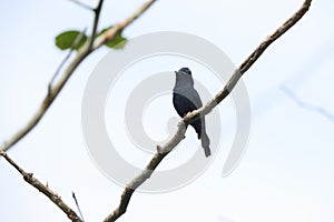 Biak black flycatcher or Biak flycatcher (Myiagra atra) , endemic to Biak, Indonesia.