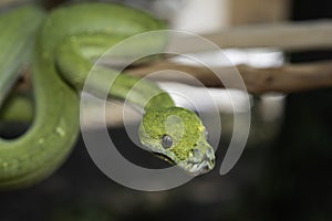 Biak Green Tree Python