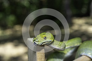 Biak Green Tree Python
