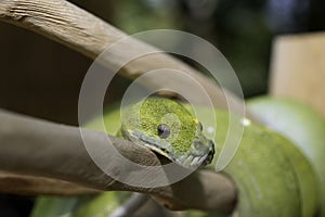 Biak Green Tree Python