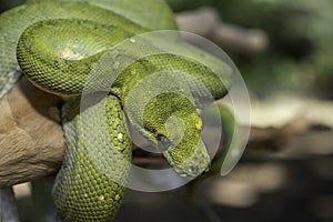 Biak Green Tree Python