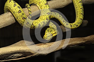 Biak Green Tree Python on a Branch