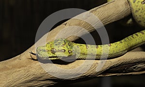 Biak Green Tree Python on a Branch