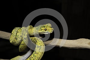 Biak Green Tree Python on a Branch