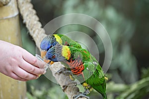 Biak lorikeet, Trichoglossus haematodus rosenbergii, Rosenbergs lori. Feeding parrots. Communication of children with animals