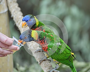 Biak lorikeet, Trichoglossus haematodus rosenbergii, Rosenbergs lori. Medium-sized arboreal parrots with brush-tipped tongues for