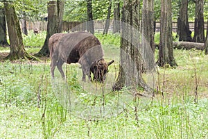 Bialowieski National Park - Poland. Aurochs head.