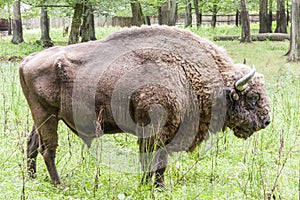 Bialowieski National Park - Poland. Aurochs head.