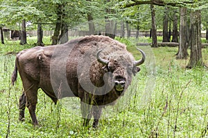 Bialowieski National Park - Poland. Aurochs head.