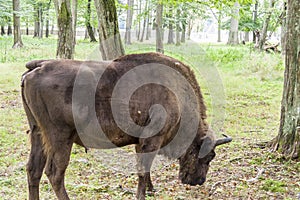 Bialowieski National Park - Poland. Aurochs head.