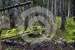 Bialowieski Park Narodowy, stary las, old forest, national park