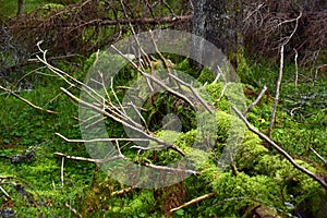 Bialowieski Park Narodowy, stary las, old forest, national park