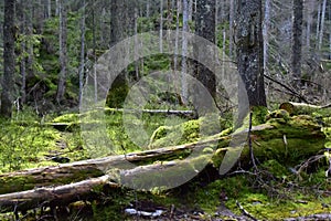 Bialowieski Park Narodowy, stary las, old forest, national park