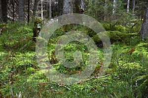 Bialowieski Park Narodowy, stary las, old forest, national park