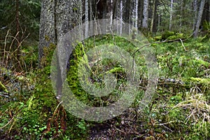 Bialowieski Park Narodowy, stary las, old forest, national park