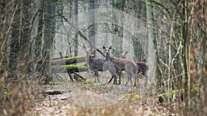 Bialowieza Forest, Belarus, Three surprised female deer. Spring Artistic Wildlife scene with Cervidae  Cervus Elaphus