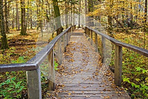 Poland Bialowieza autumn forest walkways