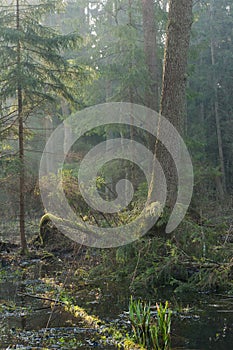 Bialowieza Forest riparian stand in morning