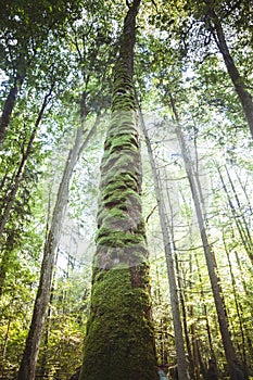 Bialowieza National Park