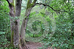 Bialowieza National Park