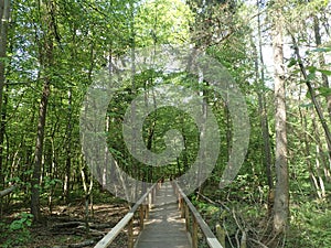 Bialowieza National Park, Poland