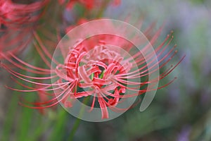 Red flower closeup Bian Hua Higanbana Cayman sand, beads Datura Mandara stramonium outdoor in a park garden