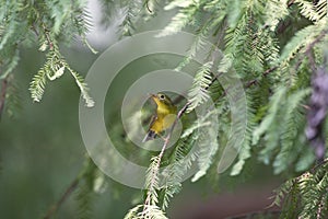 Bianchi`s Warbler, a migrant bird in Vietnam photo