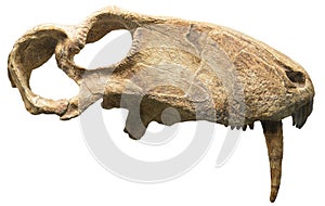 Biarmosuchus tener photo