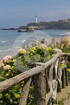 Biarritz Grande Plage Hydrangeas