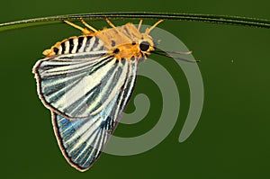 Bibasis gomata